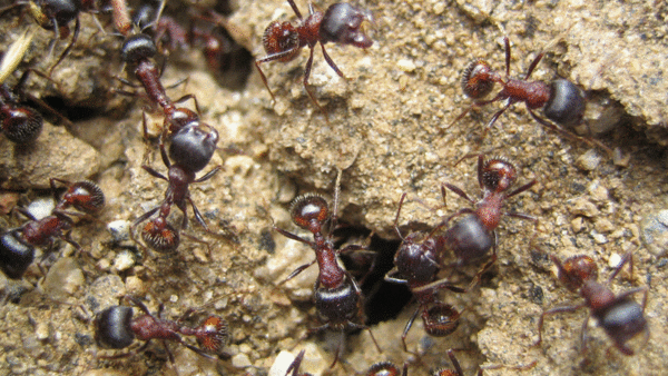 Ants Ants