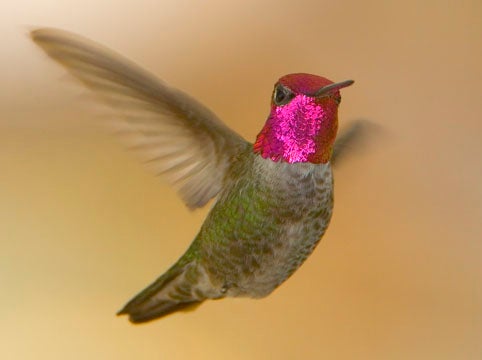 Bird Bird