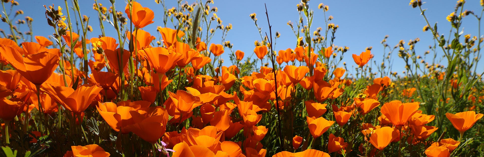 Orange California Poppies