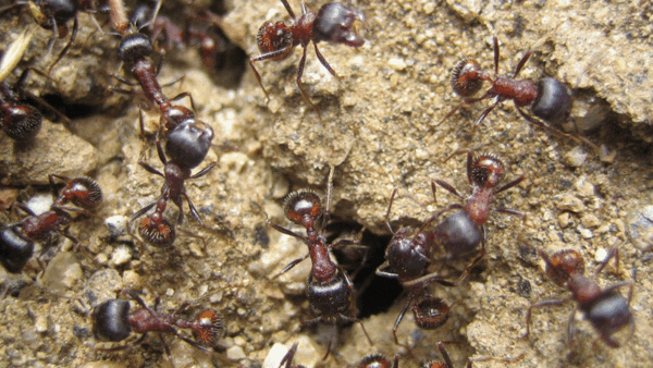 Ants Ants